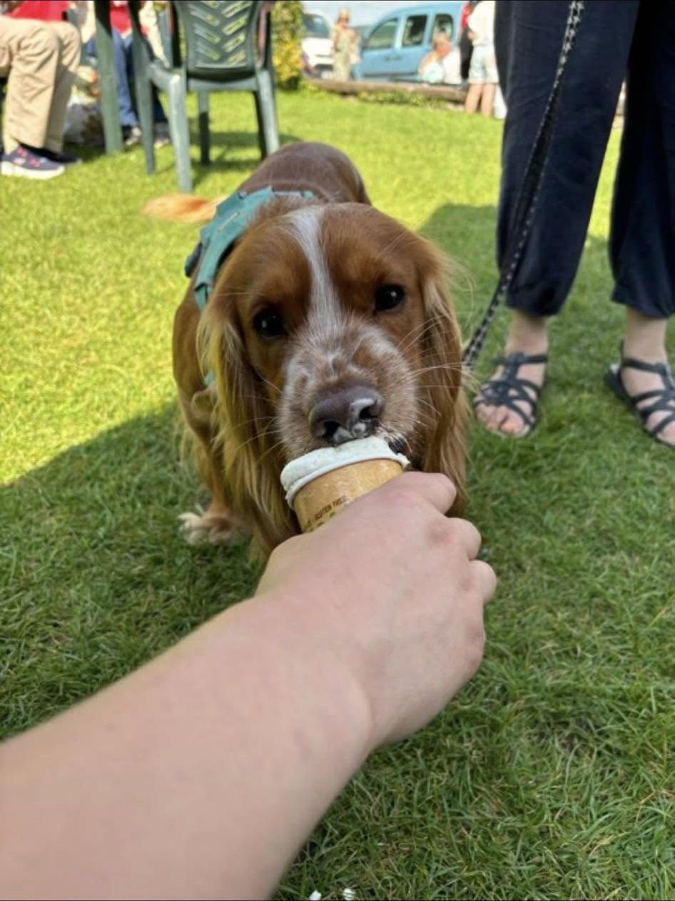 A dog enjoying ice cream for dogs outside Bay Baristas